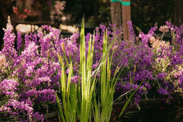 Native grass, purple flowers and tree