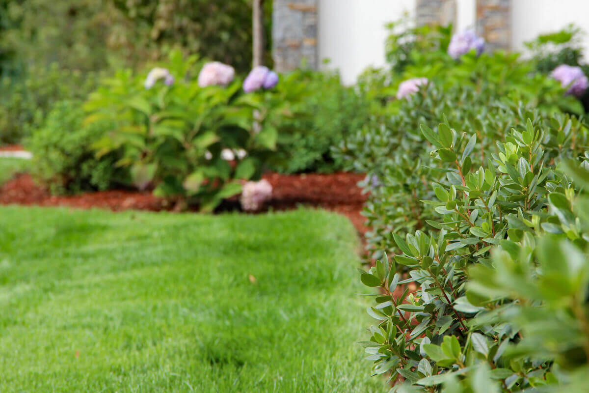 Closeup of flowers, shrubs, and landscaping around perimeter of home