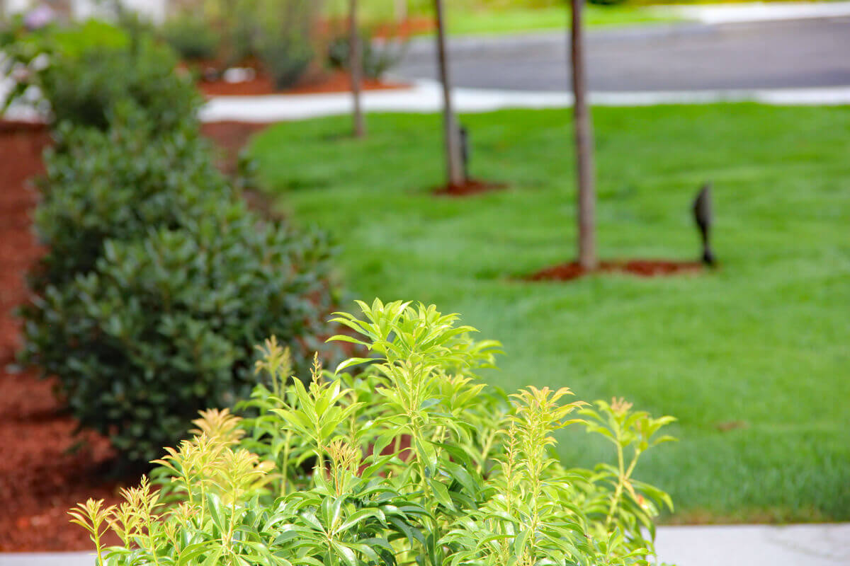 Trees and bushes surrounded by mulch