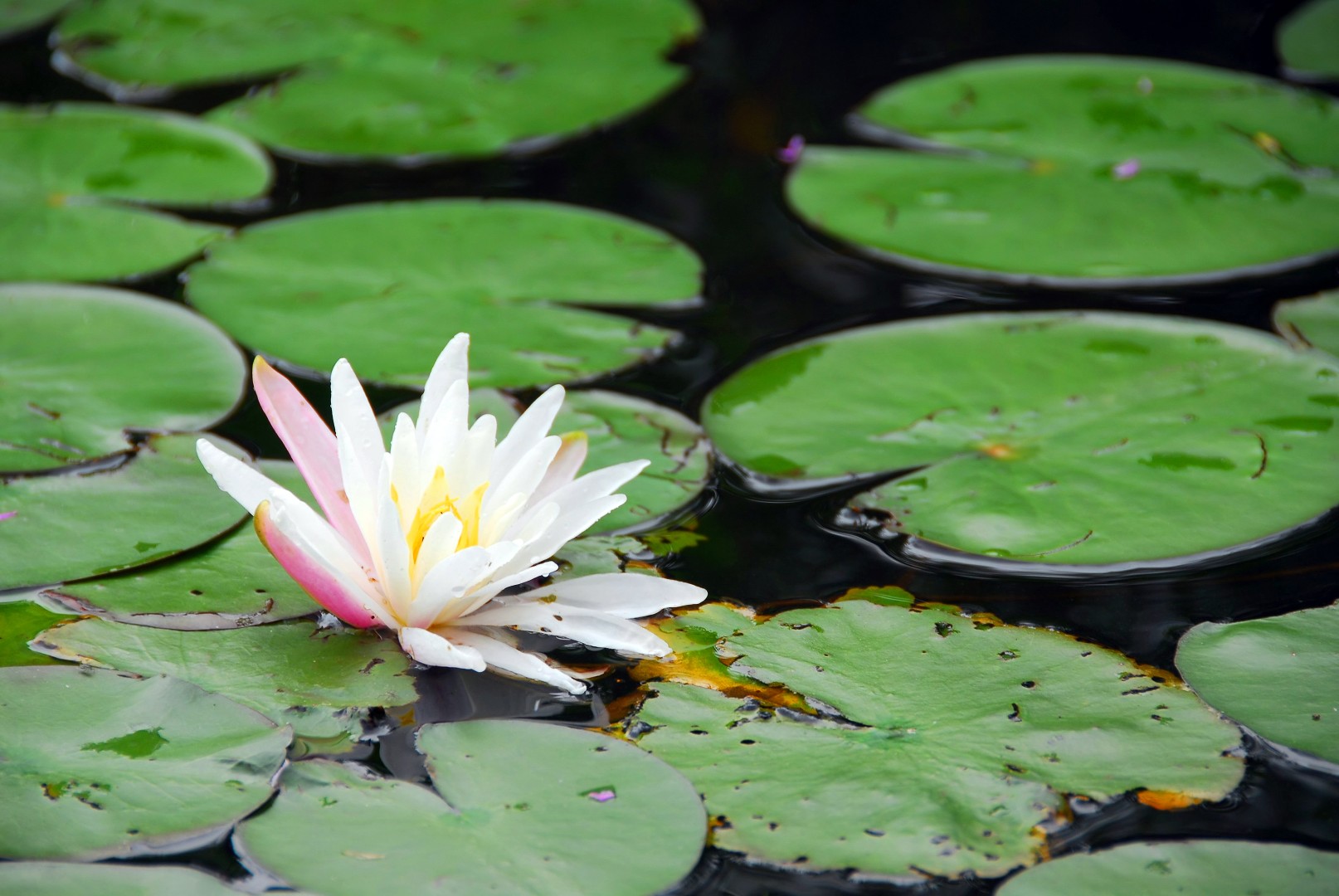water lily in flower