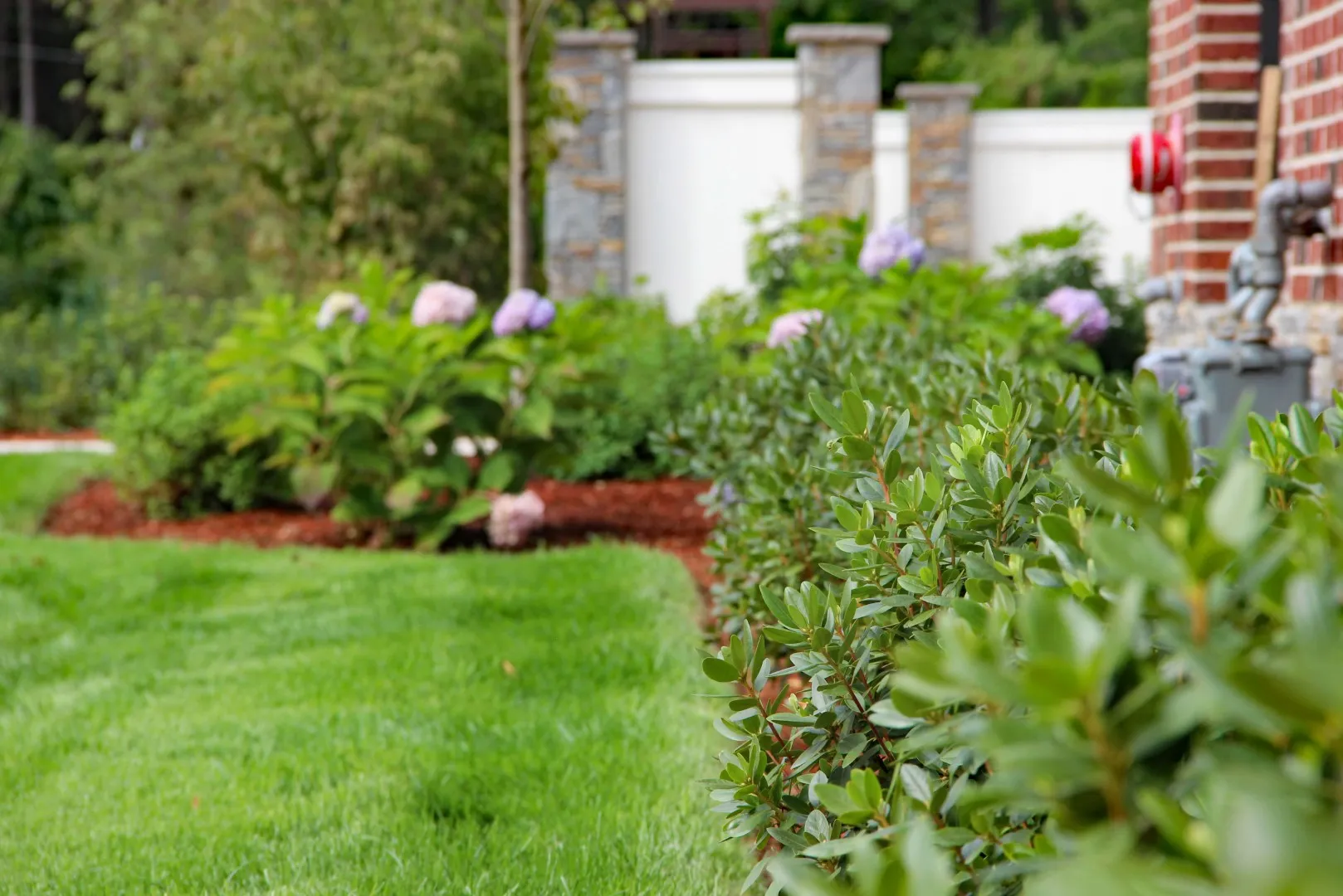 Lawn and plants