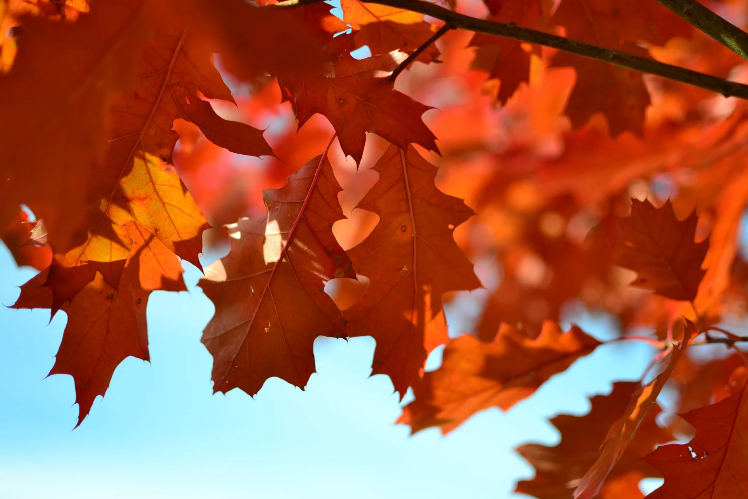 Fall leaves