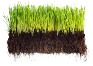 cut-away view of a healthy lawn