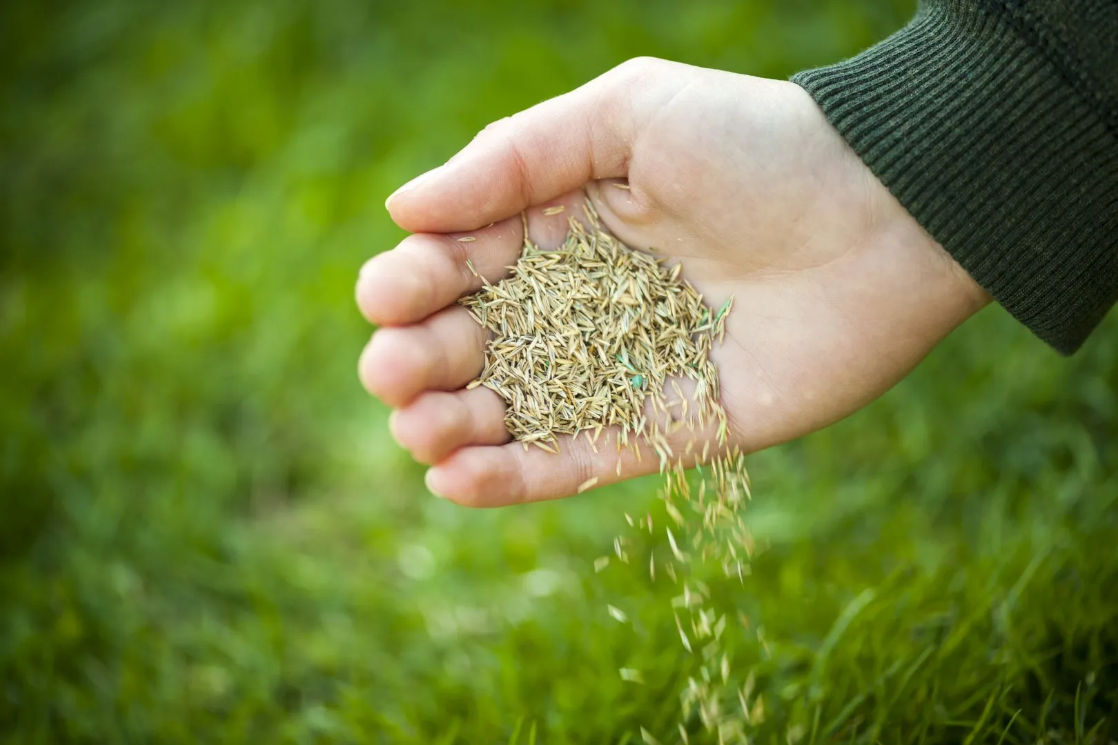Grass seed