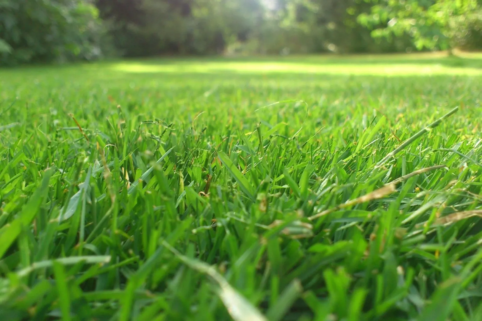 Lush, thick grass